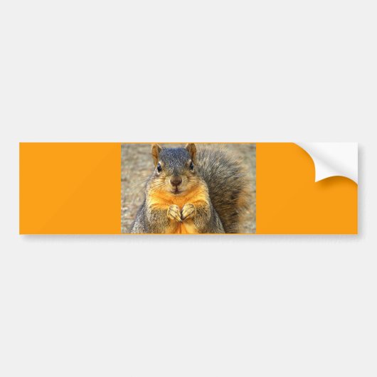 Squirrel Love_ Bumpersticker (Voorkant)