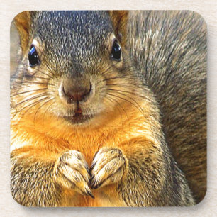 Squirrel Love_ Drankjes Onderzetter