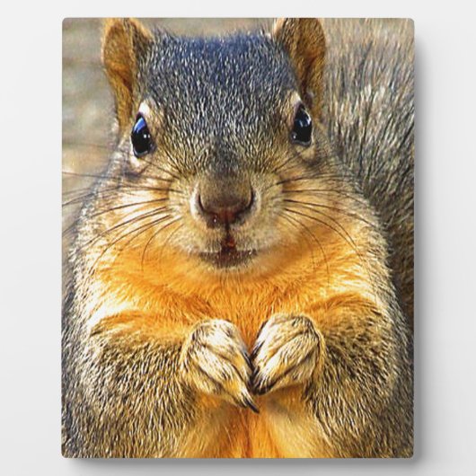 Squirrel Love_ Fotoplaat (Voorkant)