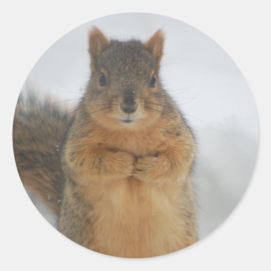 Squirrel Love Ronde Sticker (Voorkant)