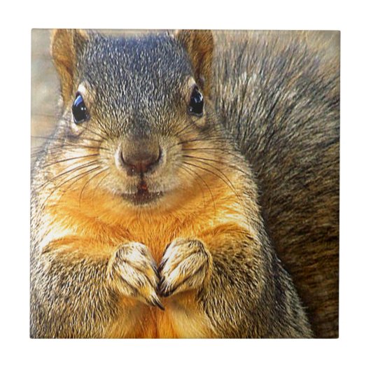 Squirrel Love_ Tegeltje (Voorkant)