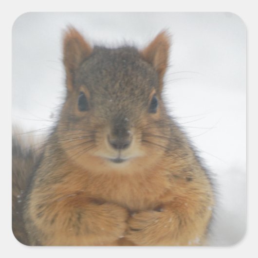 Squirrel Love Vierkante Sticker (Voorkant)