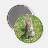 Squirrel Magnet Magneet (Voorkant / Achterkant)