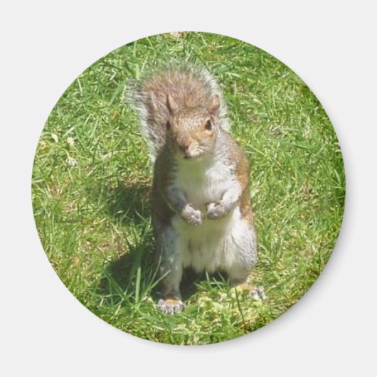 Squirrel Magnet Magneet (Voorkant)
