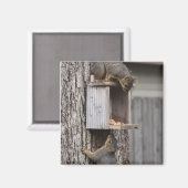 Squirrel Magnet Magneet (Voorkant / Achterkant)