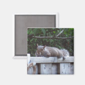 Squirrel Magnet Magneet (Voorkant / Achterkant)