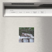 Squirrel Magnet Magneet (Insitu (Vaatwasser))