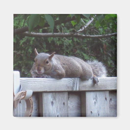 Squirrel Magnet Magneet (Voorkant)