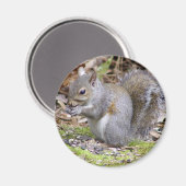Squirrel Magnet Magneet (Voorkant / Achterkant)