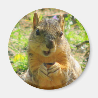 Squirrel Magnet Magneet