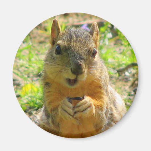 Squirrel Magnet Magneet (Voorkant)