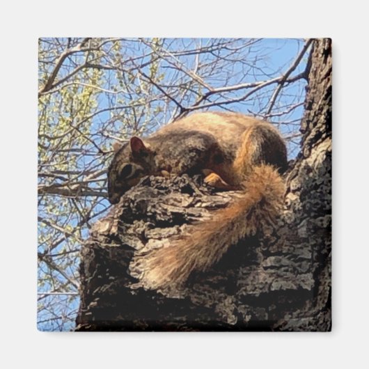 Squirrel Magnet Magneet (Voorkant)