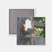 Squirrel Magnet Magneet (Voorkant / Achterkant)