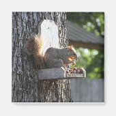 Squirrel Magnet Magneet (Voorkant)