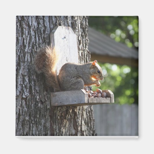 Squirrel Magnet Magneet (Voorkant)