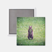 Squirrel Magnet Magneet (Voorkant / Achterkant)