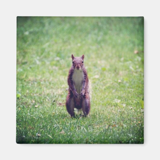 Squirrel Magnet Magneet (Voorkant)