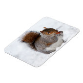 Squirrel Magnet Magneet (Linkerzijde)