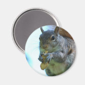 Squirrel Magnet Magneet (Voorkant / Achterkant)