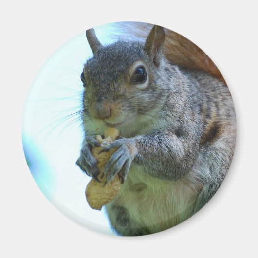 Squirrel Magnet Magneet (Voorkant)