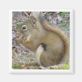 Squirrel Magnet Magneet