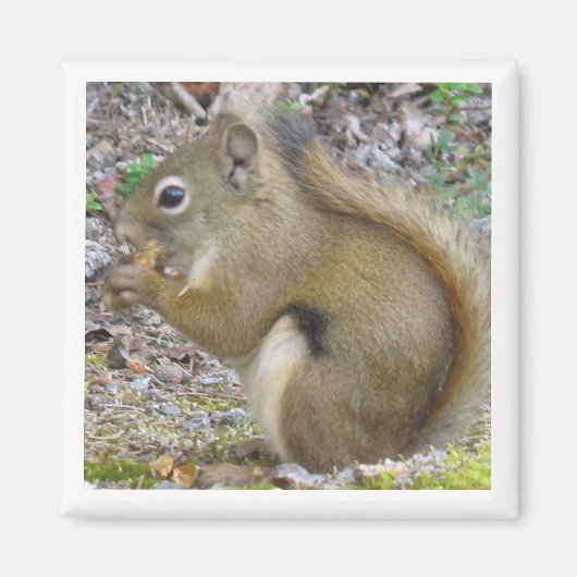 Squirrel Magnet Magneet (Voorkant)