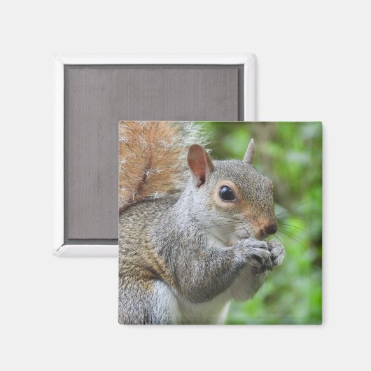 Squirrel Magnet Magneet (Voorkant / Achterkant)