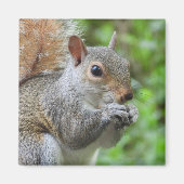 Squirrel Magnet Magneet (Voorkant)