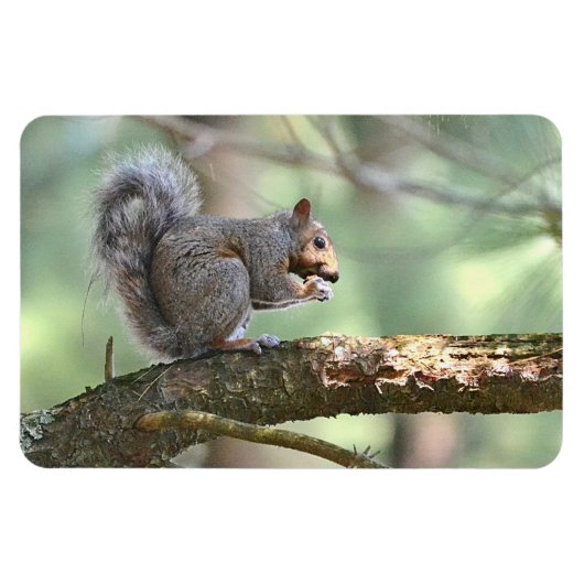 Squirrel Magnet Magneet (Horizontaal)