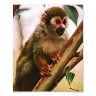 Squirrel Monkey Portret Foto Afdruk