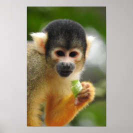 Squirrel Monkey Poster