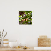 Squirrel Monkey Poster (Keuken)