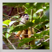 Squirrel Monkey Poster (Voorkant)