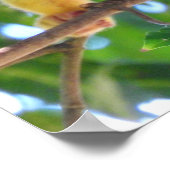 Squirrel Monkey Poster (Hoek)