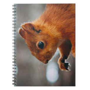 SQUIRREL OP TREE TRUNK NOTITIEBOEK