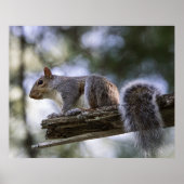 Squirrel Perched on a Tree Branch Poster (Voorkant)