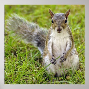 Squirrel Portrait Poster