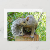 Squirrel Post Card Briefkaart (Voorkant / Achterkant)
