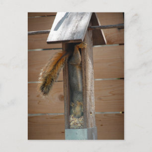 Squirrel Raiding Bird Feeder Briefkaart