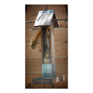 Squirrel Raiding Bird Feeder Foto Afdruk