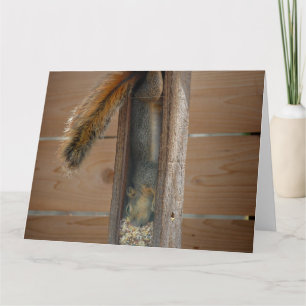 Squirrel Raiding Bird Feeder Kaart