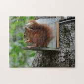 Squirrel Red Rodent Cute Natuur Garden Meal Nut Legpuzzel (Horizontaal)