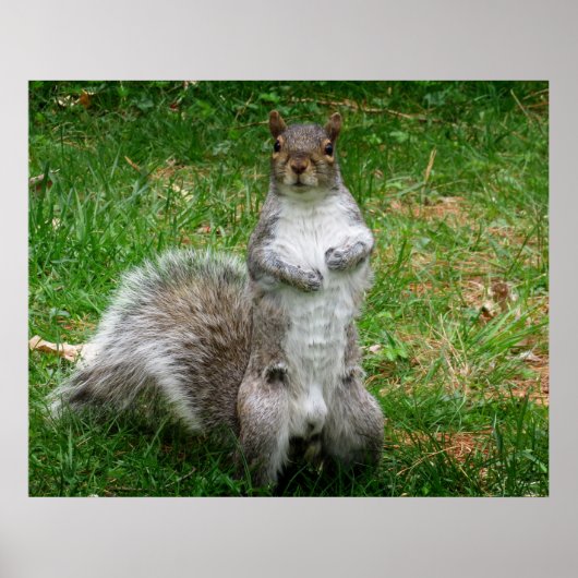 Squirrel Standing Poster (Voorkant)
