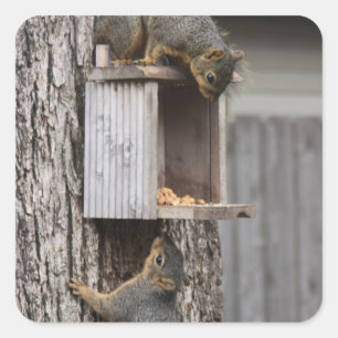 Squirrel Stickers