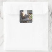 Squirrel Stickers (Tas)