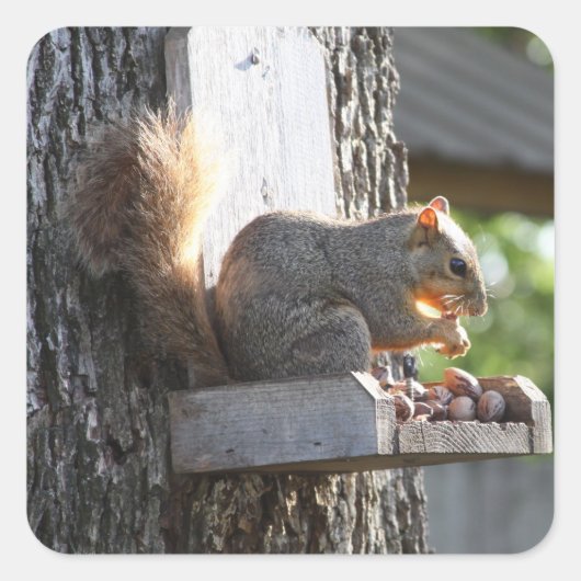 Squirrel Stickers (Voorkant)