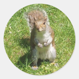 Squirrel Stickers