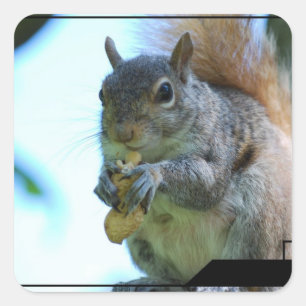 Squirrel Stickers