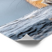 Squirrel Wild Animal Loving Portrait  Poster (Hoek)