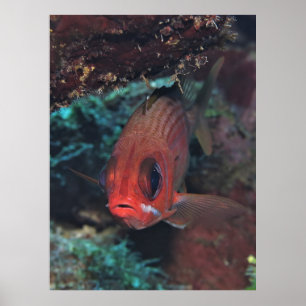 Squirrelfish Portret Poster
